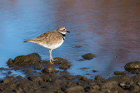 Killdeer