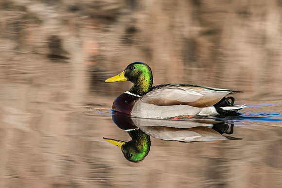 Mallard