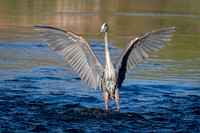 Great Blue Heron hunting