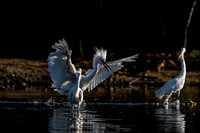 Snowy Egrets