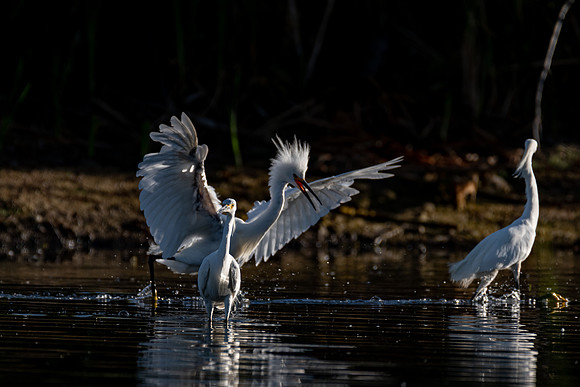 Snowy Egrets
