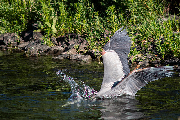 Great Blue Heron