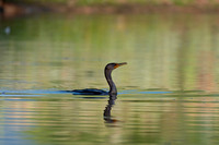 Cormorant