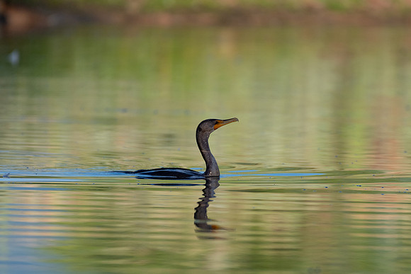 Cormorant