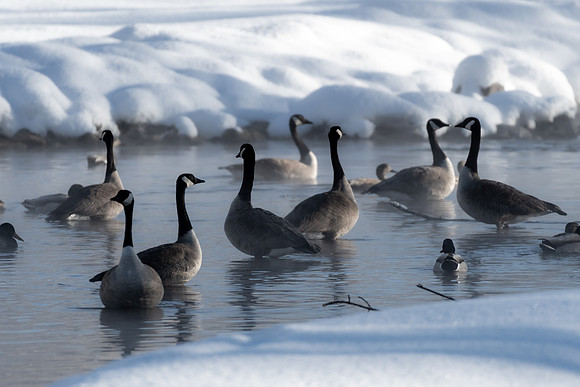 Winter morning
