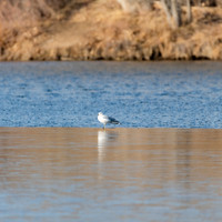 Sea Gull