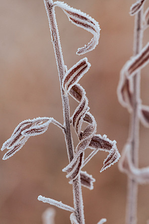 Willow branch in frost