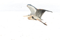 Great Blue Heron in flight